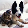 Pet Registration Form (Management Office)